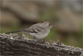 <p>KONIPAS BÍLÝ (Motacilla alba) /White wagtail - Bachstelze/</p>